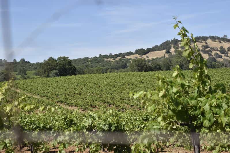 Amador County Wine Tasting Tour Private Tour 1 To 14 Group - The Value of This Private Tour