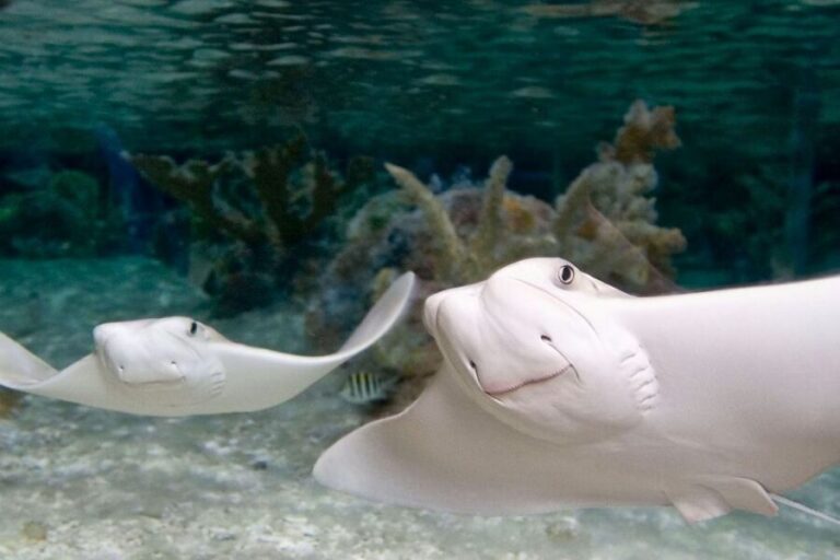 American Dream: SEA LIFE® Aquarium Entry Ticket - Value for Money and Overall Impression