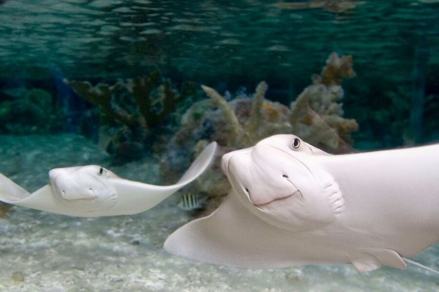 American Dream: SEA LIFE® Aquarium Entry Ticket - Value for Money and Overall Impression