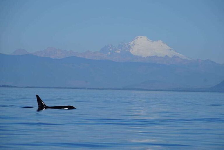 Anacortes: Orca Whales guaranteed boat tour near Seattle - Anacortes Orca Whale Tour: What to Expect