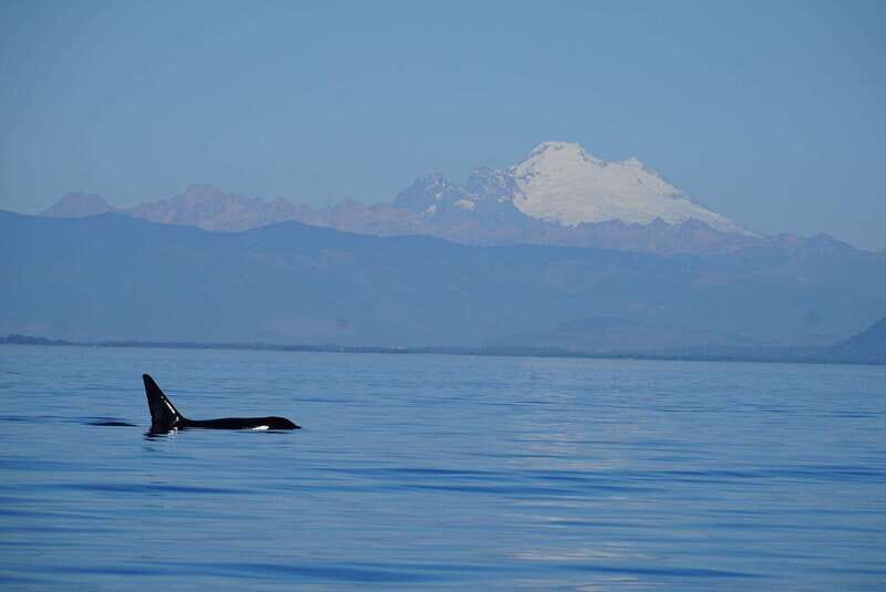 Anacortes: Orca Whales guaranteed boat tour near Seattle - Anacortes Orca Whale Tour: What to Expect