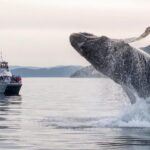 Anacortes: Whale and Orca Boat Tour near Seattle - Why This Tour Works Well