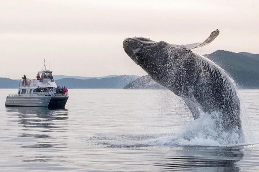 Anacortes: Whale and Orca Boat Tour near Seattle - Why This Tour Works Well