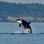 Anacortes: Whale Watching Adventure Tour Near Seattle - Why This Tour Offers Great Value