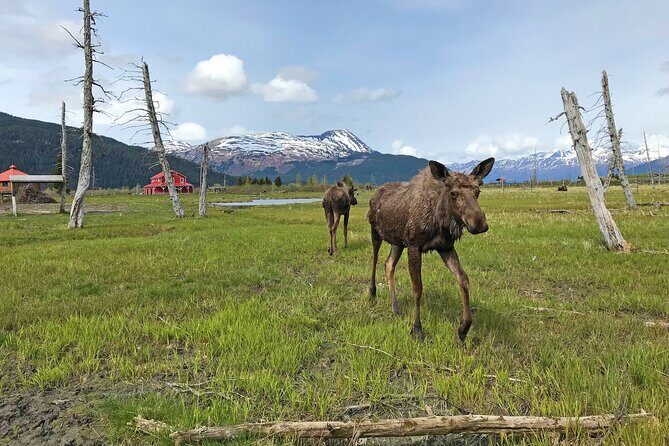 Anchorage to Seward Wildlife Adventure - The Itinerary in Detail