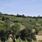 Apple Hill Wine Tasting Tours And Placerville wine tasting tours - The Value of This Tour