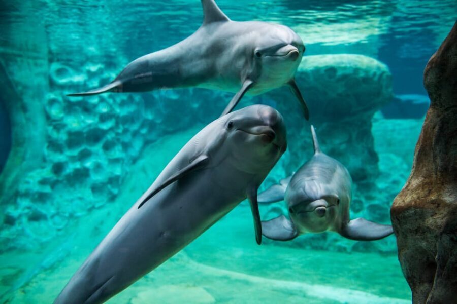 Atlanta: Georgia Aquarium Skip-the-Box-Office Entry Ticket - What Makes the Georgia Aquarium Stand Out?