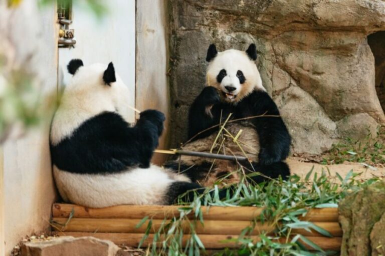 Atlanta: Zoo Atlanta General Admission Ticket - Up close with Reptiles and Amphibians