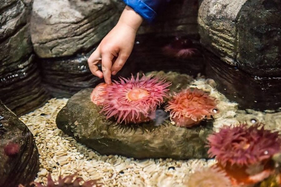 Auburn Hills: Legoland and Sea Life Aquarium Combo Ticket - Practical Tips for Visiting