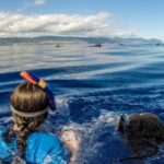 Azores: Swim with Dolphins Atlantic Experience - What You Can Expect in Terms of Value