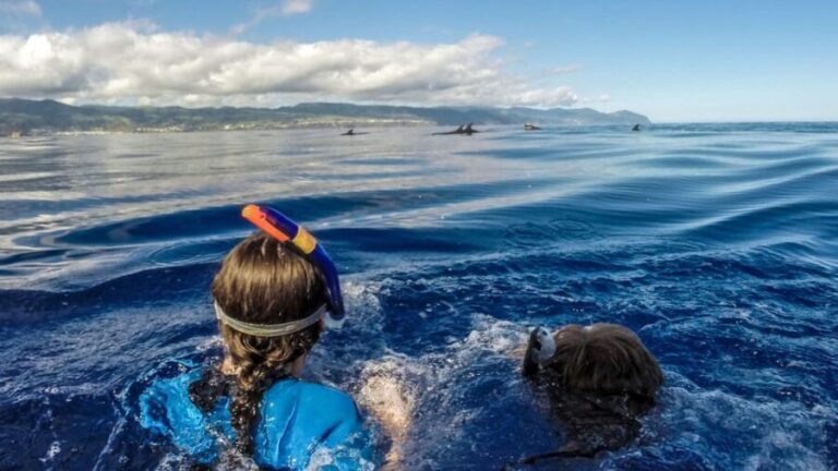 Azores: Swim with Dolphins Atlantic Experience - What You Can Expect in Terms of Value
