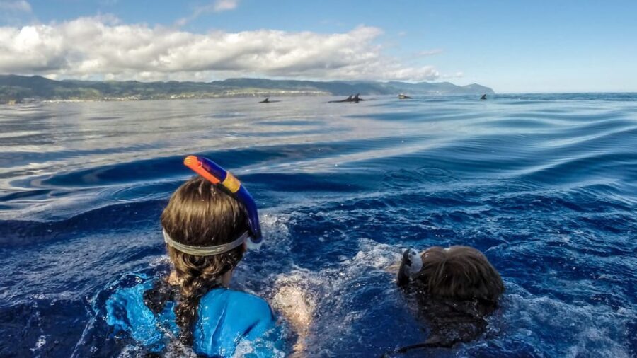 Azores: Swim with Dolphins Atlantic Experience - What You Can Expect in Terms of Value