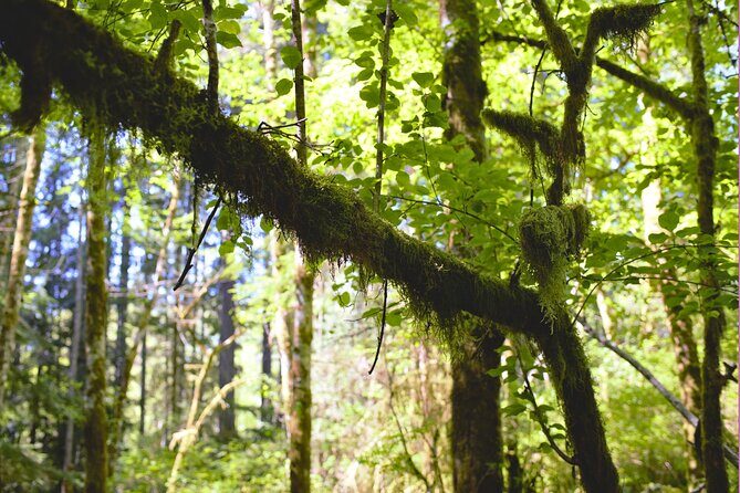 Bainbridge Island Serenity Forest Hike & Cultural Landmarks Tour - Practical Details & What to Expect