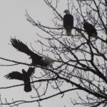 Bald Eagles Nesting Area Tour at Skagit River - Practical insights for travelers