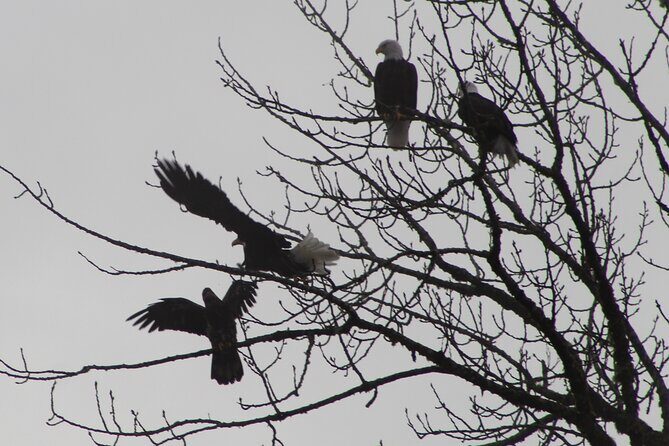 Bald Eagles Nesting Area Tour at Skagit River - Practical insights for travelers