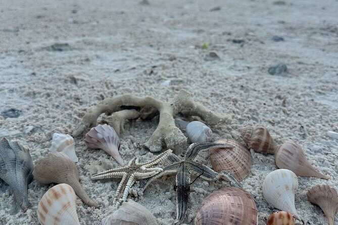 Beach and Shelling Excursion - Public - Final Thoughts