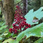 Beautiful Hike on Tongass National Forest's Lunch Creek Trail - Who Will Love This Tour?