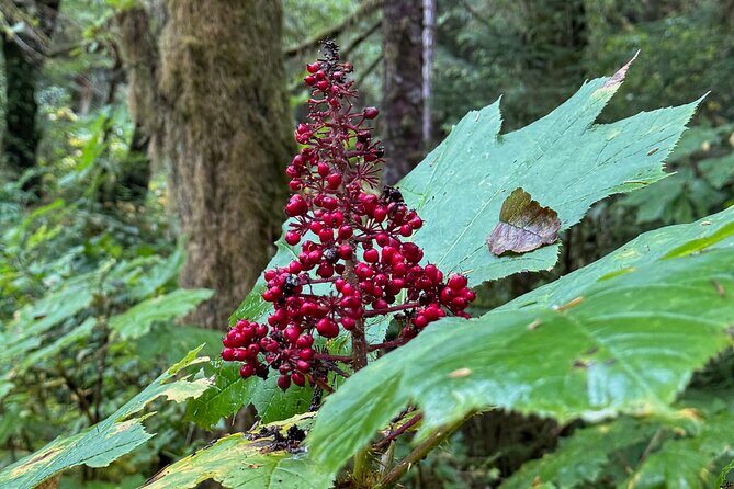 Beautiful Hike on Tongass National Forest's Lunch Creek Trail - Who Will Love This Tour?