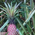 Best of Oahu's North Shore in small group (Se Habla Español) - Dole Plantation: Pineapple Paradise