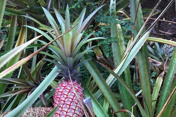 Best of Oahu's North Shore in small group (Se Habla Español) - Dole Plantation: Pineapple Paradise