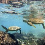 Big Island: Kona Half-Day Boat Tour with Snorkeling & Lunch - Final Thoughts: Is This Tour Worth It?
