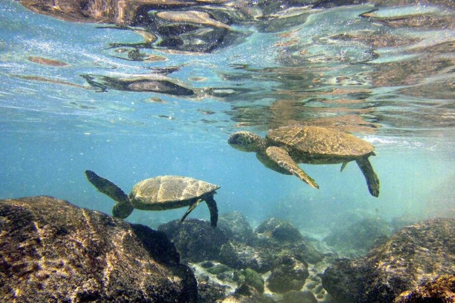 Big Island: Kona Half-Day Boat Tour with Snorkeling & Lunch - Final Thoughts: Is This Tour Worth It?