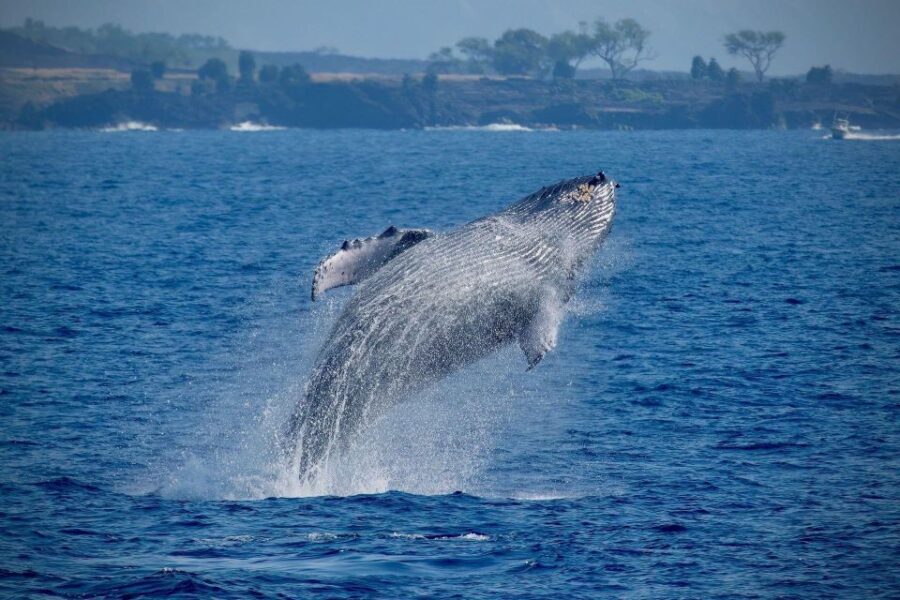 Big Island: Kona Super Raft Whale Watch - The Naturalist Guide: An Educational Highlight