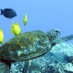 Big Island: Luxury Catamaran Trip along the Kona Coast - Itinerary Breakdown: What to Expect