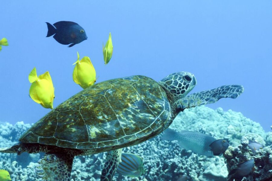 Big Island: Luxury Catamaran Trip along the Kona Coast - Itinerary Breakdown: What to Expect