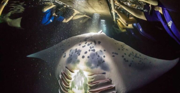 Big Island: Night Swim with Manta Ray with Hot Chocolate - The Experience in Detail