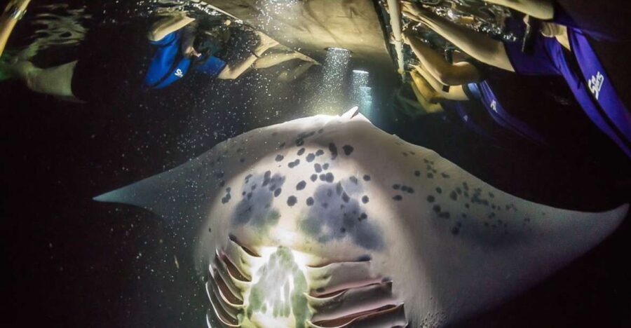 Big Island: Night Swim with Manta Ray with Hot Chocolate - The Experience in Detail