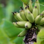 Big Island Waterfall Swim and Hike with Hilo Cruise Ship Pickup - Why This Tour Stands Out