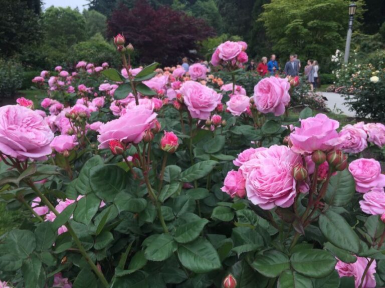 Bike Portland: Bridges, Neighborhoods, Poetry, and Roses - Key Points