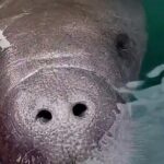 Blue Springs Manatee Tours & Wildlife Adventure Orlando - Who Should Book This Tour?