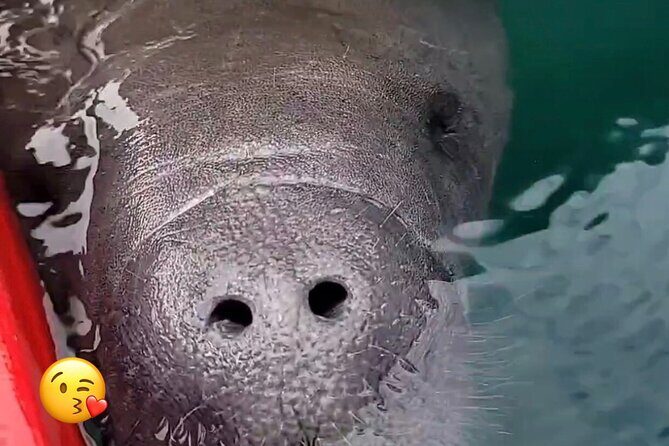 Blue Springs Manatee Tours & Wildlife Adventure Orlando - Who Should Book This Tour?