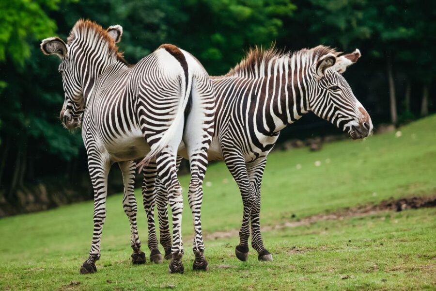 Boston: Franklin Park Zoo Entry Ticket - Final Thoughts: Is Franklin Park Zoo Worth It?