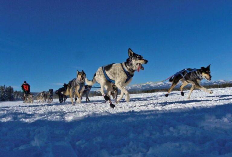 Bozeman: 6 Day Yellowstone Winter Wonderland Tour - What to Expect from the Yellowstone Winter Wonderland Tour