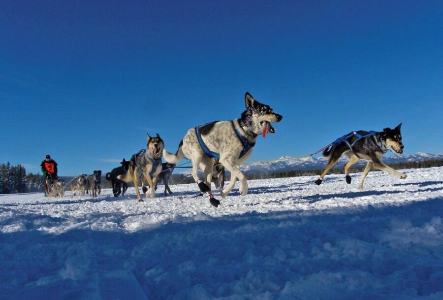 Bozeman: 6 Day Yellowstone Winter Wonderland Tour - What to Expect from the Yellowstone Winter Wonderland Tour
