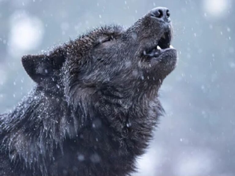 Bozeman: Yellowstone Wolves and Winter 4Day/3Night Adventure - Authentic Insights from Past Participants