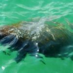 Bradenton: Anna Maria Island Guided Kayaking Manatee Tour - The Practicalities: Pricing, Duration & Accessibility