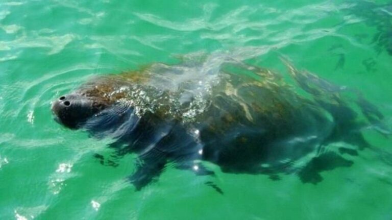 Bradenton: Anna Maria Island Guided Kayaking Manatee Tour - The Practicalities: Pricing, Duration & Accessibility