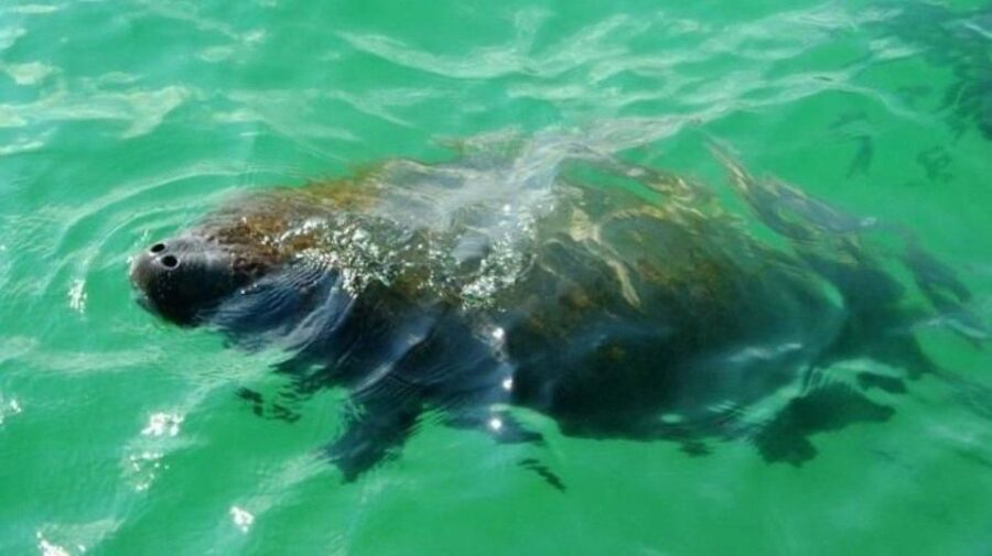 Bradenton: Anna Maria Island Guided Kayaking Manatee Tour - The Practicalities: Pricing, Duration & Accessibility