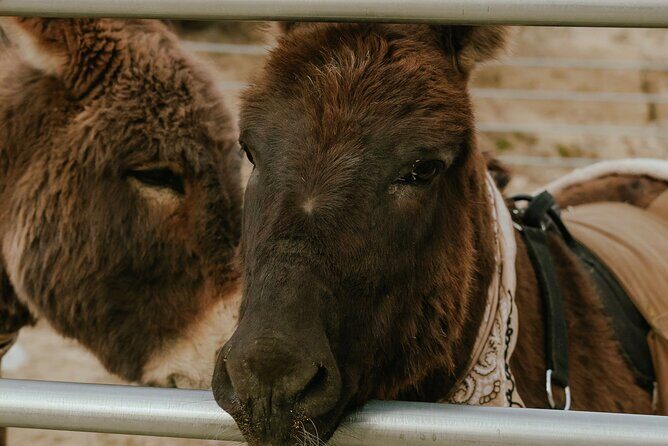 Brunch with Mini Rescue Burros in Southern California - An In-Depth Look at the Brunch with Mini Rescue Burros