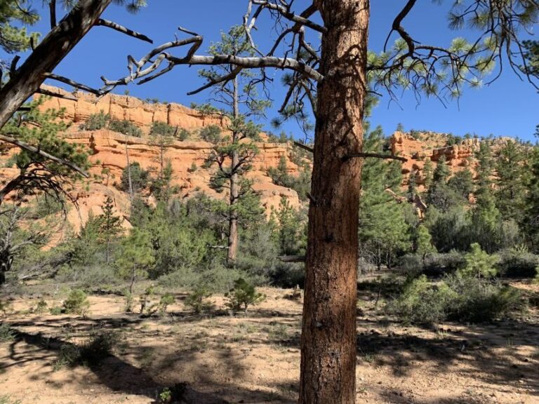 Bryce Canyon City: Horseback Riding Tour in Red Canyon - Authentic Experiences Shared by Reviewers