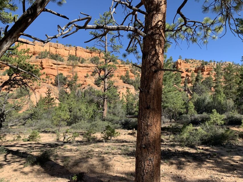 Bryce Canyon City: Horseback Riding Tour in Red Canyon - Authentic Experiences Shared by Reviewers