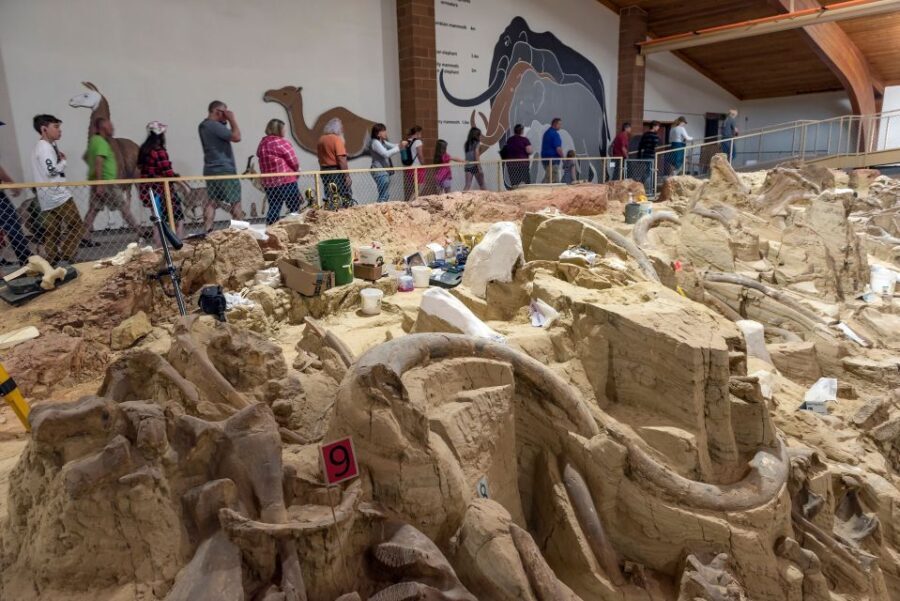Buffalo Jeep Safari & Mammoth Site Tour - A Detailed Look at the Buffalo Jeep Safari & Mammoth Site Tour