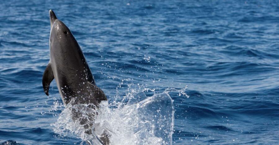 Cape May: 2-Hour Dolphin Watching Cruise - Is This Cruise Worth the Price?