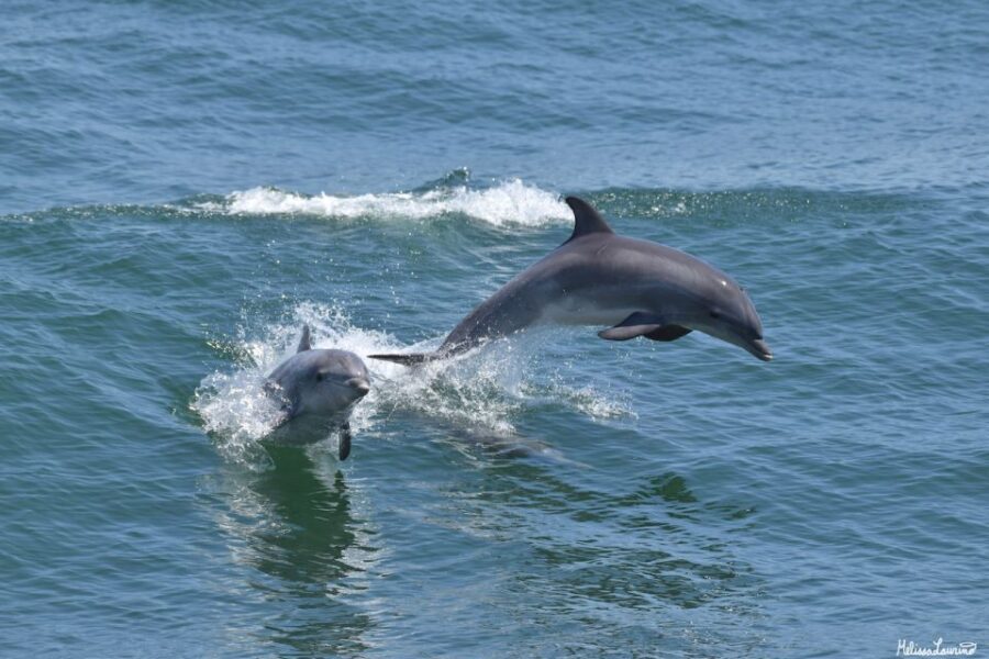 Cape May: Dolphin and Bird Watching Cruise - Practical Tips for Your Cruise