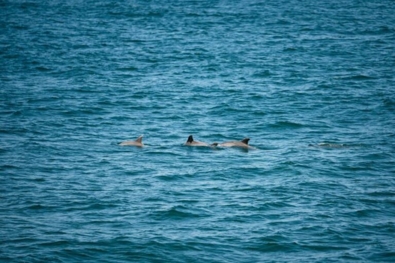 Cape May: Jersey Shore Whale and Dolphin Watching Cruise - Who Will Love This Tour?
