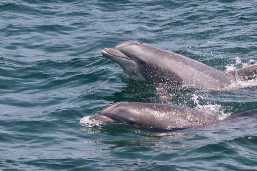 Cape May: Sunset Dolphin Watching Cruise with Food - Why This Tour Offers Good Value